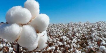 disminuye producción algodón Tamaulipas