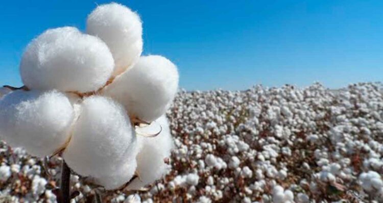 disminuye producción algodón Tamaulipas