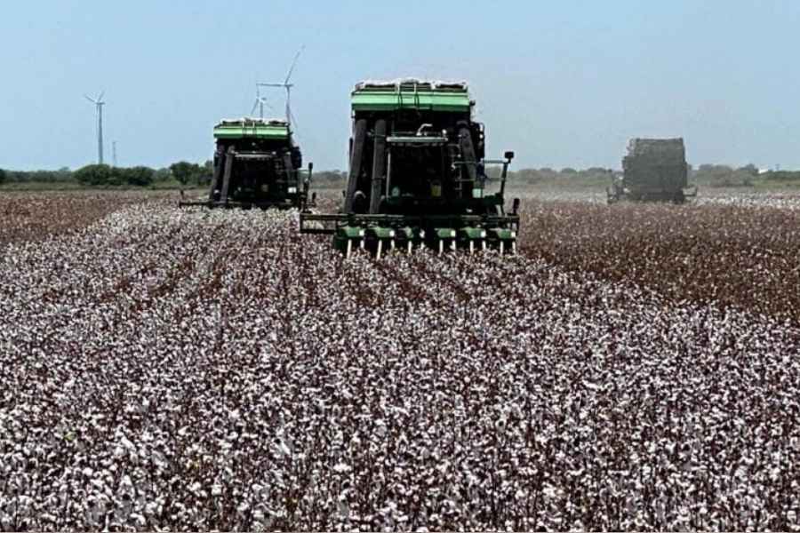 disminuye producción algodón  Tamaulipas