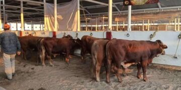 ganado muerto por sequía en Matamoros