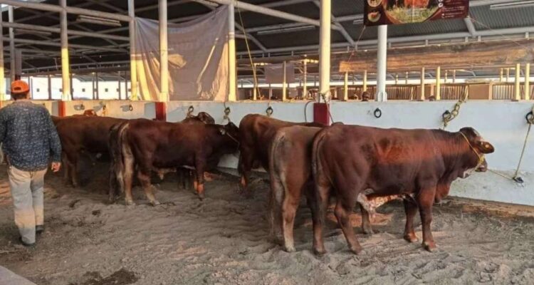 ganado muerto por sequía en Matamoros
