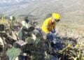 incendio forestal en Hidalgo Nuevo León