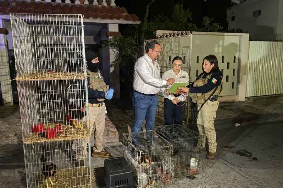 mapache quemado Matamoros justicia