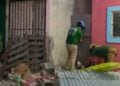 masculino Palo Verde Matamoros