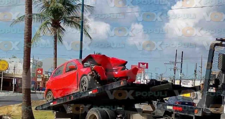 palmera tampico ebrio