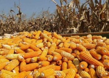 producción de maíz en Tamaulipas