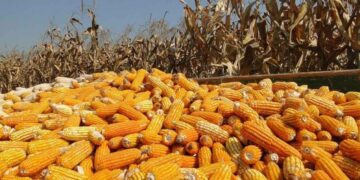 producción de maíz en Tamaulipas