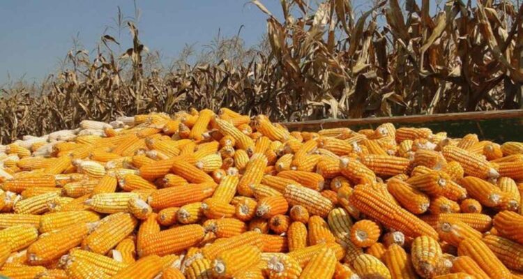 producción de maíz en Tamaulipas