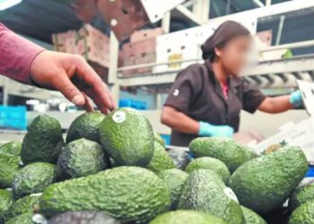 productores aguacate Michoacán