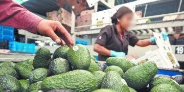 productores aguacate Michoacán