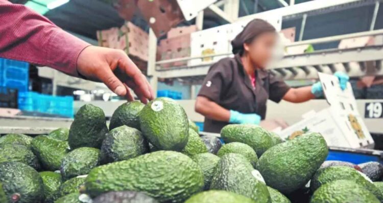 productores aguacate Michoacán
