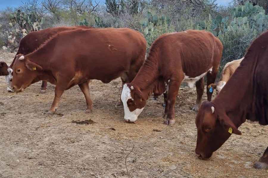 reapertura exportaciones EU UGRT