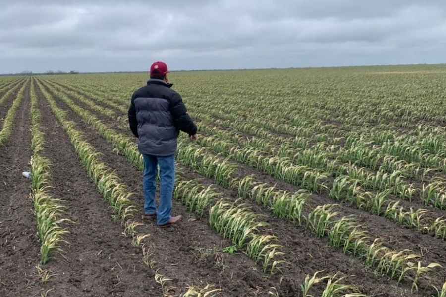 recursos tierras sin sembrar Tamaulipas