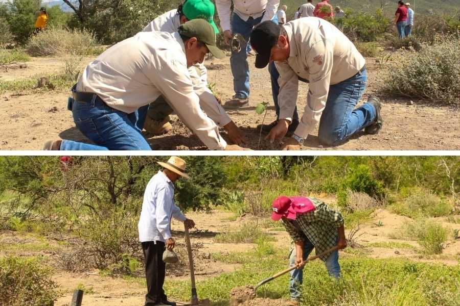 reforestación en Jaumave