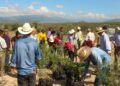 reforestación en Jaumave