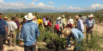 reforestación en Jaumave