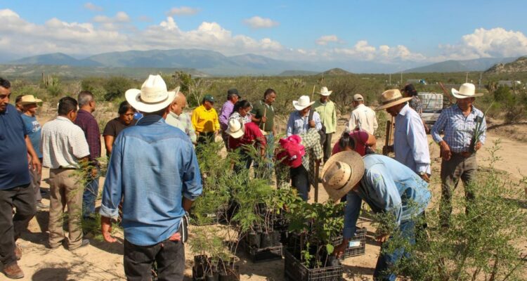 reforestación en Jaumave