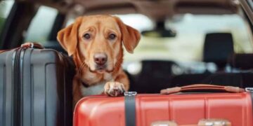 Aplican nuevos requisitos para ingresar mascotas de EU a Matamoros, Tamaulipas