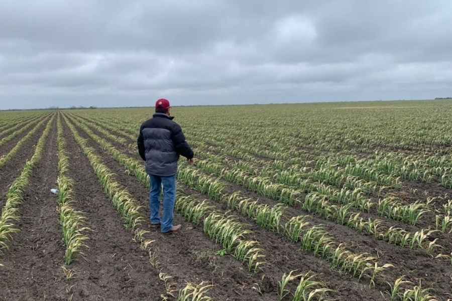 Agricultores  Tamaulipas  lluvias sequía 
