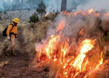 Incendios en Tamaulipas dañan 2 mil