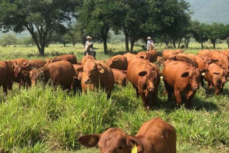 Tamaulipas casos gusano barrenador