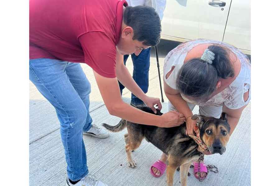Vacunación antirrábica en Nuevo Laredo (1)