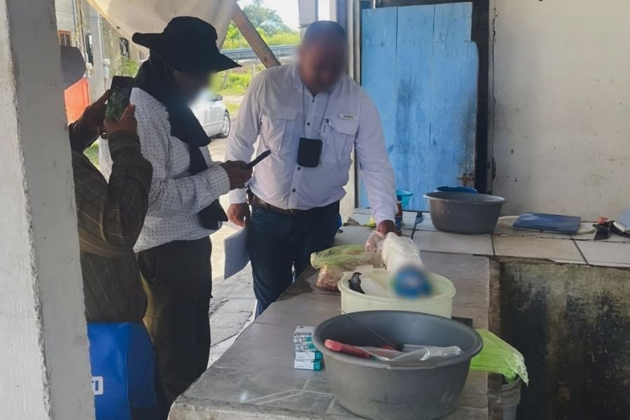 carne de cocodrilo en Tampico