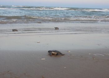 conservación de la tortuga lora en Tamaulipas