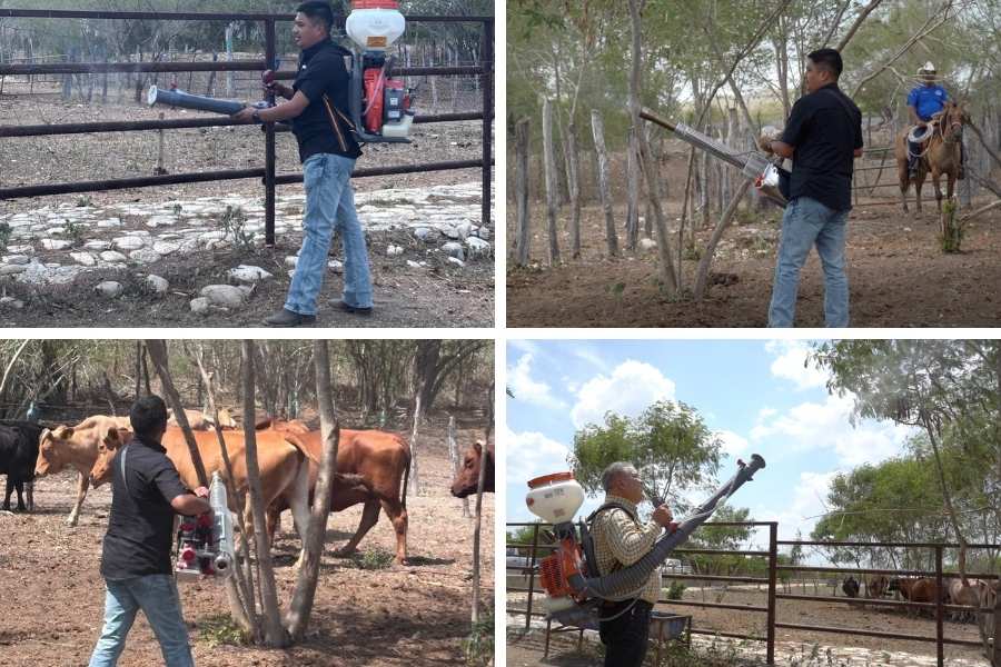 control del gusano barrenador en Tamaulipas