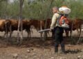 control del gusano barrenador en Tamaulipas
