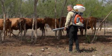 control del gusano barrenador en Tamaulipas