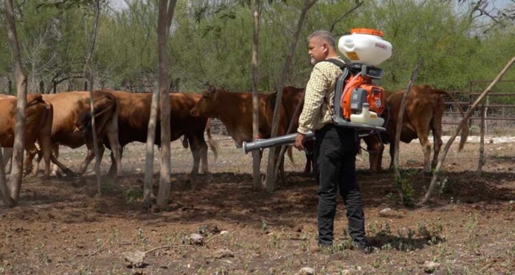 control del gusano barrenador en Tamaulipas