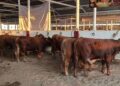 exportación de ganado Matamoros