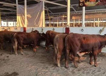 exportación de ganado Matamoros