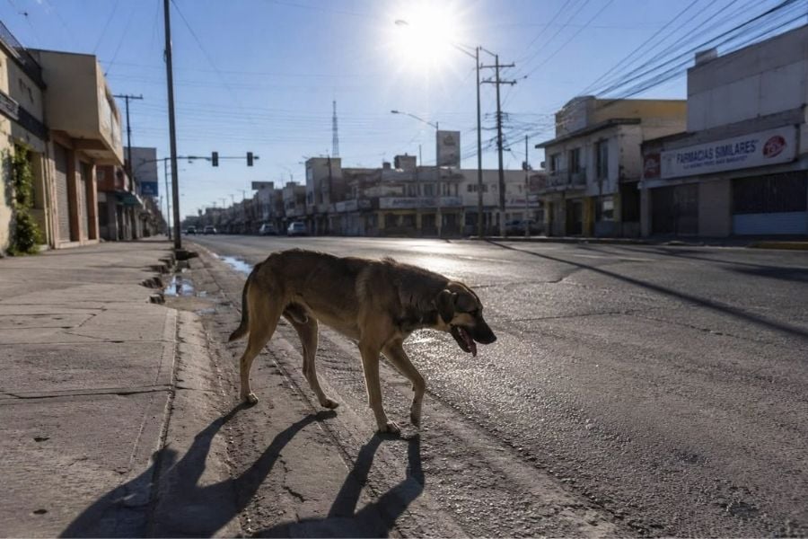 golpe de calor en perros Ciudad Victoria