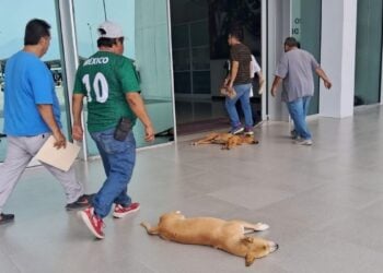 golpe de calor en perros Ciudad Victoria