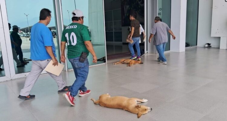 golpe de calor en perros Ciudad Victoria