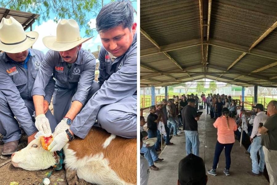 gusano barrenador del ganado en Tamaulipas
