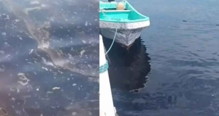 hidrocarburo en el río Pánuco