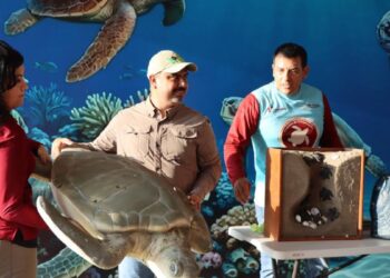 liberación de tortugas en Tamaulipas