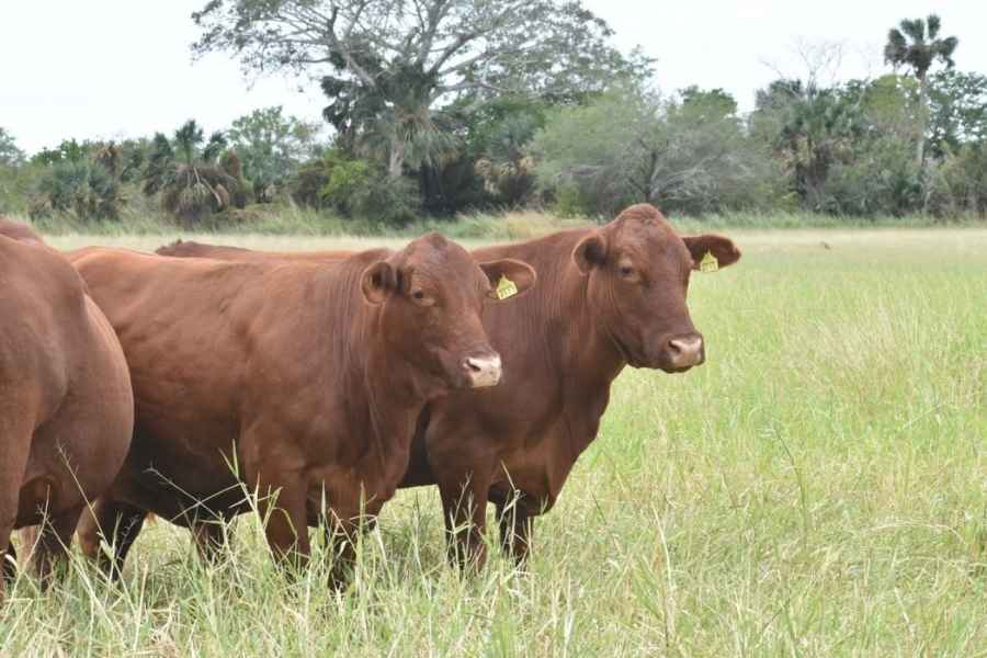 marca propia carne  Tamaulipas