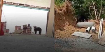 oso trabajadores construcción Monterrey