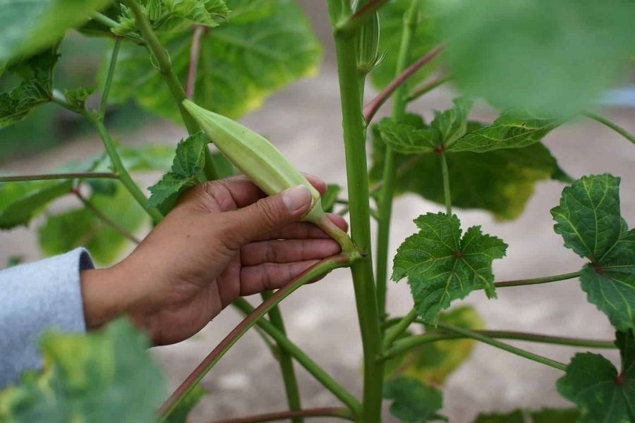 sequía afecta cultivos en Tamaulipas