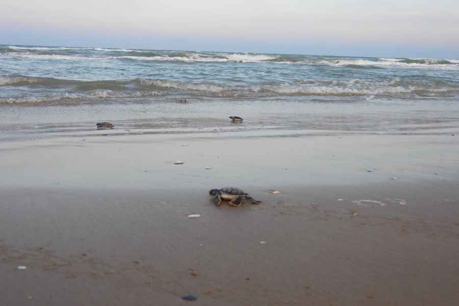 temporada tortuga lora Tamaulipas