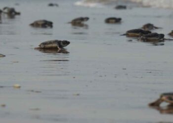 temporada tortuga lora Tamaulipas