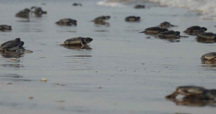 temporada tortuga lora Tamaulipas
