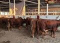 trámites para ganado en Matamoros