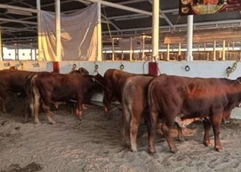 trámites para ganado en Matamoros