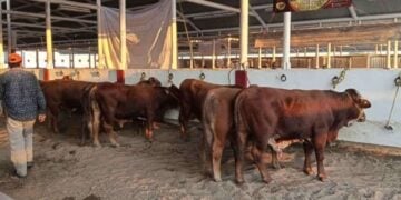trámites para ganado en Matamoros