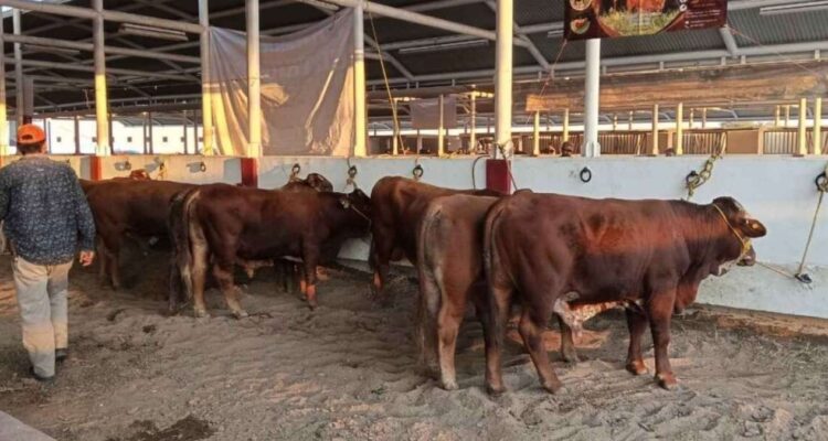 trámites para ganado en Matamoros